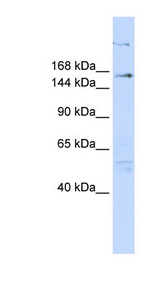 RERE antibody LS-C101720 Western blot of 293T cell lysate.
