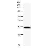 Western blot analysis of immunized recombinant protein, using anti-RERE monoclonal antibody.