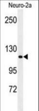 Western blot of RERE Antibody in Neuro-2a cell line lysates (35 ug/lane). RERE (arrow) was detected using the purified antibody.