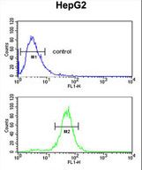 RERE Antibody flow cytometry of HepG2 cells (bottom histogram) compared to a negative control cell (top histogram). FITC-conjugated goat-anti-rabbit secondary antibodies were used for the analysis.