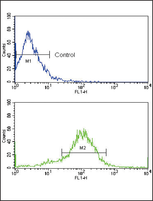 Flow cytometric of MCF-7 cells using RET Antibody (N-term Q28) (bottom histogram) compared to a negative control cell (top histogram). FITC-conjugated goat-anti-rabbit secondary antibodies were used for the analysis.