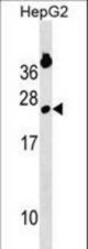 GINS2 Antibody western blot of HepG2 cell line lysates (35 ug/lane). The GINS2 antibody detected the GINS2 protein (arrow).