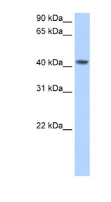 PSG5 antibody LS-C40360 Western blot of Placenta lysate.