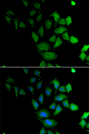 Immunofluorescence analysis of U2OS cell using PSG1 antibody. Blue: DAPI for nuclear staining.