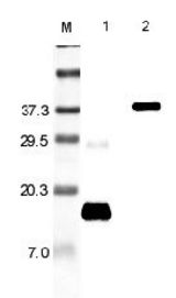 Western blot analysis using anti-Resistin (rat), pAb at 1:5000 dilution. 1: Rat Resistin. 2: Rat Resistin Fc-protein.