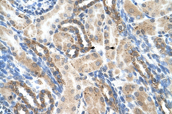 PSG1 antibody LS-C40378 IHC of formalin-fixed, paraffin-embedded human Kidney. Positive label: Epithelial cells of renal tubule indicated with arrows. Antibody concentration 4-8 ug/ml. Magnification 400X.