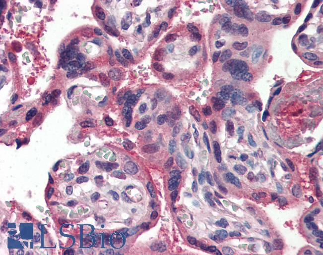 Anti-RETN / Resistin antibody IHC of human placenta. Immunohistochemistry of formalin-fixed, paraffin-embedded tissue after heat-induced antigen retrieval. Antibody LS-B2879 concentration 5 ug/ml.