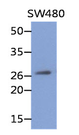 Western Blot: The cell lysate of SW480 (40 ug) were resolved by SDS-PAGE, transferred to PVDF membrane and probed with anti-human REXO2 antibody (1:500). Proteins were visualized using a goat anti-mouse secondary antibody conjugated to HRP and an ECL detection system.