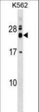 REXO2 Antibody western blot of K562 cell line lysates (35 ug/lane). The REXO2 antibody detected the REXO2 protein (arrow).