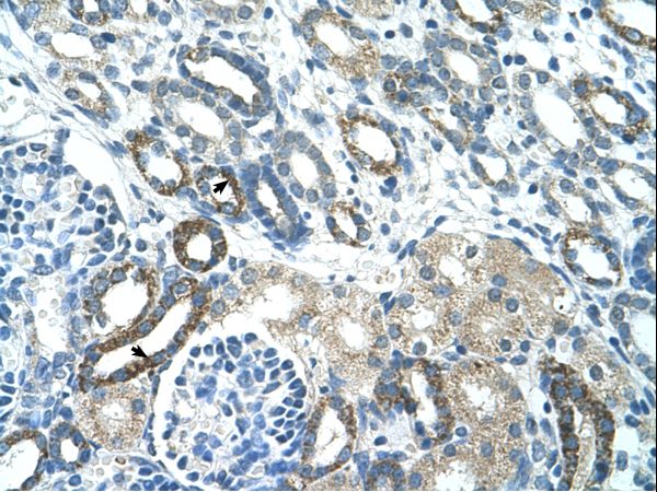 PSG3 antibody LS-C31905 was used in IHC to stain formalin-fixed, paraffin-embedded human kidney.