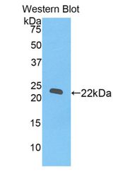 Western blot of recombinant REXO2.
