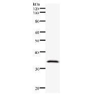 Western blot analysis of immunized recombinant protein, using anti-REXO2 monoclonal antibody.