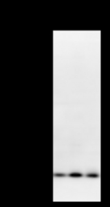 Detection of REXO2 by Western blot. Samples: Whole cell lysate from human HeLa (H, 25 ug) , mouse NIH3T3 (M, 25 ug) and rat F2408 (R, 25 ug) cells. Predicted molecular weight: 26 kDa
