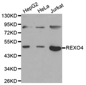 Western blot analysis of extracts of various cell lines, using REXO4 antibody.