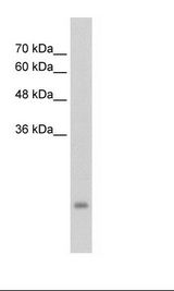 HepG2 Cell Lysate