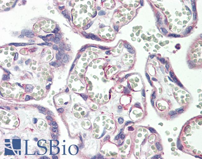 Anti-PSG3 antibody IHC staining of human placenta. Immunohistochemistry of formalin-fixed, paraffin-embedded tissue after heat-induced antigen retrieval. Antibody LS-B9903 dilution 1:100.