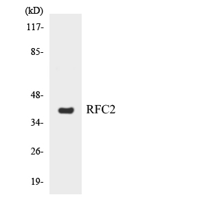 Western blot of the lysates from HT-29 cells using RFC2 antibody.