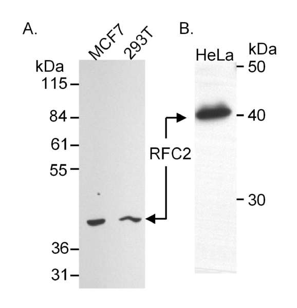 Detection of Human RFC2 (aka RFC40) by Western Blot. Samples: Whole cell extract (50 ug) from MCF7 and 293T cells (A) or nuclear extract (50 ug) from HeLa cells (B). Antibody: Affinity purified goat anti-RFC2 used at 0.5 ug/ml (A) and 1 ug/ml (B). Detection: Chemiluminescence.