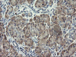 IHC of paraffin-embedded Human pancreas tissue using anti-RFC2 mouse monoclonal antibody.