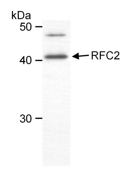 Detection of Human RFC2 (aka RFC40) by Western Blot. Samples: Nuclear extract (50 ug) from HeLa cells. Antibody: Affinity purified goat anti-RFC2 used at 1 ug/ml. Detection: Chemiluminescence.