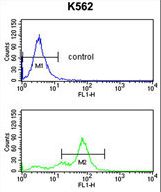 RFC2 Antibody flow cytometry of K562 cells (bottom histogram) compared to a negative control cell (top histogram). FITC-conjugated goat-anti-rabbit secondary antibodies were used for the analysis.