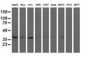 Western blot of extracts (35ug) from 9 different cell lines by using anti-RFC2 monoclonal antibody (HepG2: human; HeLa: human; SVT2: mouse; A549: human; COS7: monkey; Jurkat: human; MDCK: canine; PC12: rat; MCF7: human).