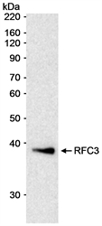 Detection of human RFC3 in nuclear extracts of HeLa cells by western blotting with Rabbit anti-Human RFC3 (LS-C43062).