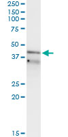 Immunoprecipitation of RFC3 transfected lysate using anti-RFC3 monoclonal antibody and Protein A Magnetic Bead, and immunoblotted with RFC3 monoclonal antibody.