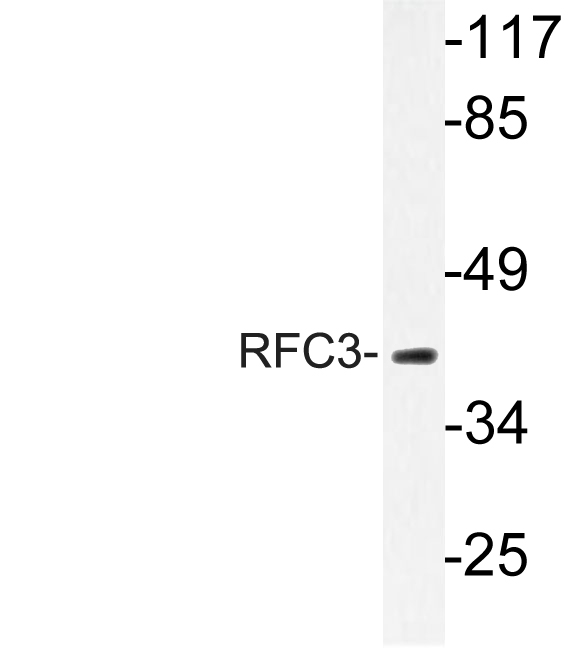 Western blot of RFC3 (L227) pAb in extracts from HepG2 cells.