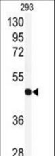 Western blot of anti-RFC3 Antibody in 293 cell line lysates (35 ug/lane). RFC3 (arrow) was detected using the purified antibody.