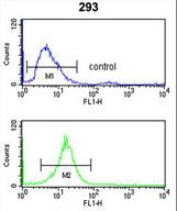 RFC3 Antibody flow cytometry of 293 cells (bottom histogram) compared to a negative control cell (top histogram). FITC-conjugated goat-anti-rabbit secondary antibodies were used for the analysis.