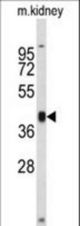 Western blot of RFC3 Antibody in mouse kidney tissue lysates (35 ug/lane). RFC3 (arrow) was detected using the purified antibody.