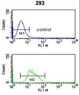 RFC3 Antibody flow cytometry of 293 cells (bottom histogram) compared to a negative control cell (top histogram). FITC-conjugated goat-anti-rabbit secondary antibodies were used for the analysis.