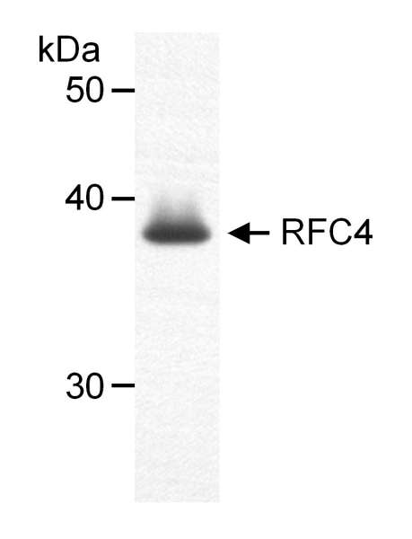 Detection of Human RFC4 (aka RFC37) by Western Blot. Samples: Nuclear extract (50 ug) from HeLa cells. Antibody: Affinity purified goat anti-RFC4 used at 1 ug/ml. Detection: Chemiluminescence.