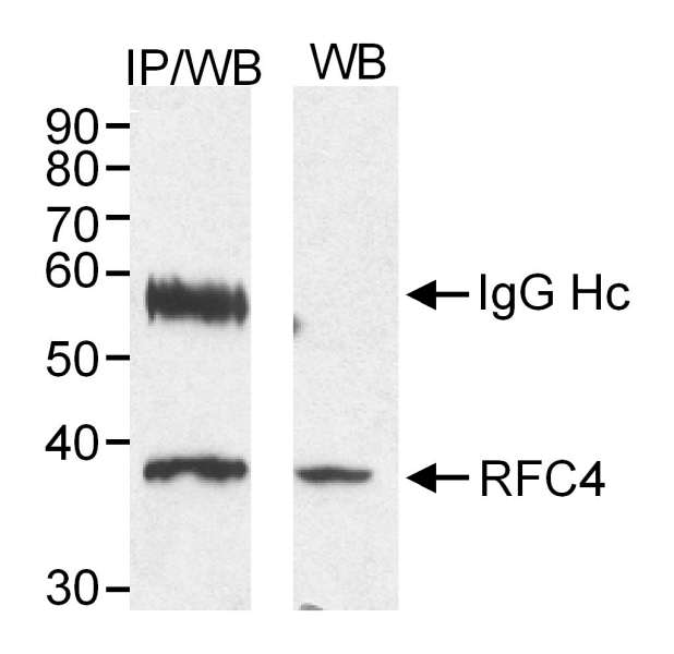 Detection of Human RFC4 (aka RFC37) by Western Blot and Immunoprecipitation. Sample: Nuclear extract (20 ug for WB; 300 ug for IP) from HeLa cells. Antibody: Affinity purified rabbit anti-RFC4 used at 0.5 ug/ml for WB and 2 ug/300 ug lysate for IP. Detection: Chemiluminescence with 10 sec. exposure.