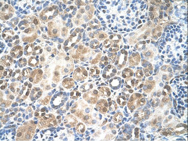 RFC5 antibody LS-C80848 was used in IHC to stain formalin-fixed, paraffin-embedded human kidney.