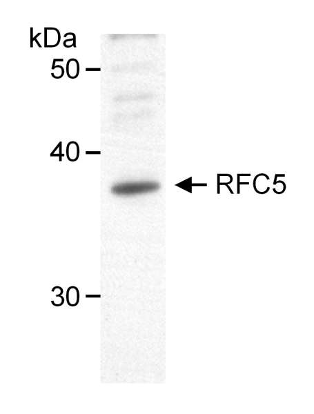 Detection of Human RFC5 (aka RFC36) by Western Blot. Samples: Nuclear extract (50 ug) from HeLa cells. Antibody: Affinity purified goat anti-RFC5 used at 1 ug/ml. Detection: Chemiluminescence.