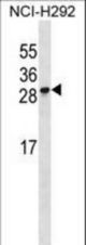 RFESD Antibody western blot of NCI-H292 cell line lysates (35 ug/lane). The RFESD antibody detected the RFESD protein (arrow).