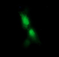 Anti-RFESD mouse monoclonal antibody immunofluorescent staining of COS7 cells transiently transfected by pCMV6-ENTRY RFESD.
