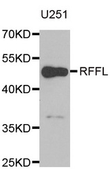 Western blot analysis of extracts of U251 cell line, using RFFL antibody.