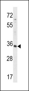 RFNG Antibody western blot of HepG2 cell line lysates (35 ug/lane). The RFNG antibody detected the RFNG protein (arrow).