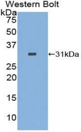 Western blot of recombinant RFNG.