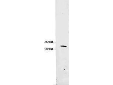 Western blot of Anti-RFP Antibody. 0.1 ug of RFP was loaded on a 4-20% gel and transferred to nitrocellulose membrane. Anti-RFP Antibody was added at 1.0 g/mL at RT for 2 hours. IRDye800 anti-Chicken (p/n 603-132-126) was added at 1:20000 at RT for 45 minutes.