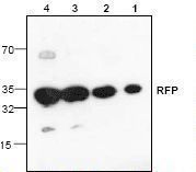 Western blot of RFP / Red Fluorescent Protein antibody LS-C147085.
