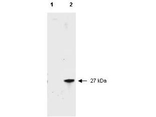 Anti-RFP Antibody - Western Blot Western blot of RFP recombinant protein detected with polyclonal anti-RFP antibody. Lane 1 shows no reaction against a GFP recombinant protein present in 10 ug of HeLa cell extract. Lane 2 shows a single band detected in 10 ug of a HeLa lysate containing RFP recombinant protein. Separation was achieved using a 4-12% Bis-Tris gradient gel followed by transfer to nitrocellulose and blocking. The membrane was probed with the primary antibody diluted 1:2,500 for 1 h at room temperature followed by washes and reaction with a 1:5000 dilution of IRDye800 conjugated Goat-a-Rabbit IgG [H&L] MX (611-132-122). IRDye800 fluorescence image was captured using the Odyssey Infrared Imaging System developed by LI-COR. IRDye is a trademark of LI-COR, Inc. Other detection systems will yield similar results.