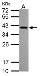 Sample (30 ug of whole cell lysate) A: NT2D1 12% SDS PAGE RFPL2 antibody diluted at 1:1000