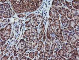 IHC of paraffin-embedded Human pancreas tissue using anti-RFPL3 mouse monoclonal antibody.
