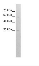 HepG2 Cell Lysate
