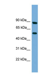 RFTN2 antibody LS-C116510 Western blot of HT1080 cell lysate.