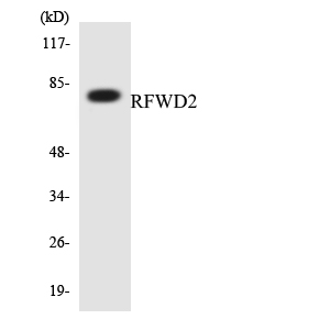 Western blot of the lysates from HepG2 cells using RFWD2 antibody.